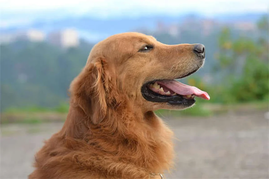 Chronic Progressive Nephrosis in Rats: Symptoms, Treatment & Prevention