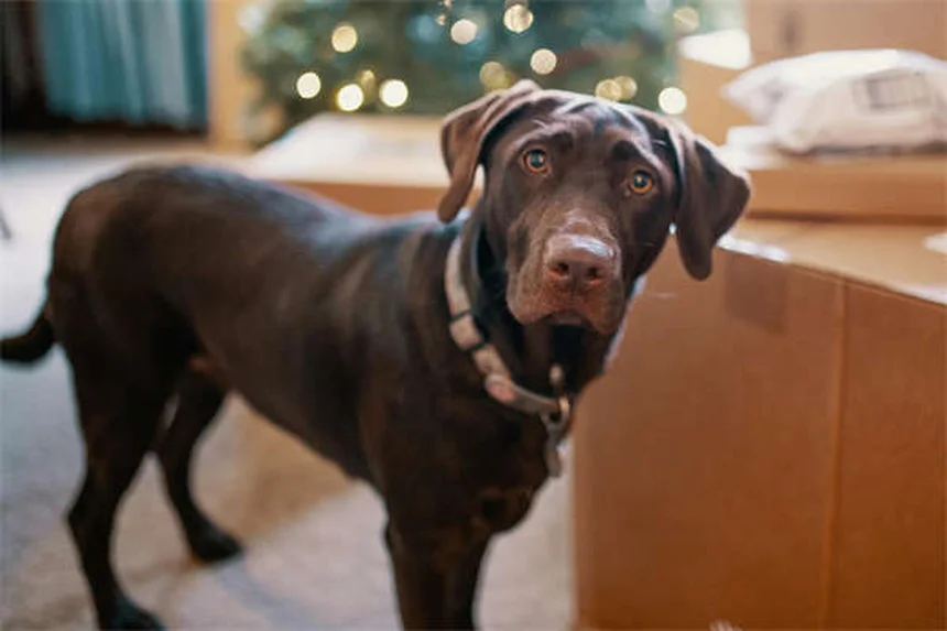 How Often Should You Walk Your Dog? Expert Tips for Every Breed & Age