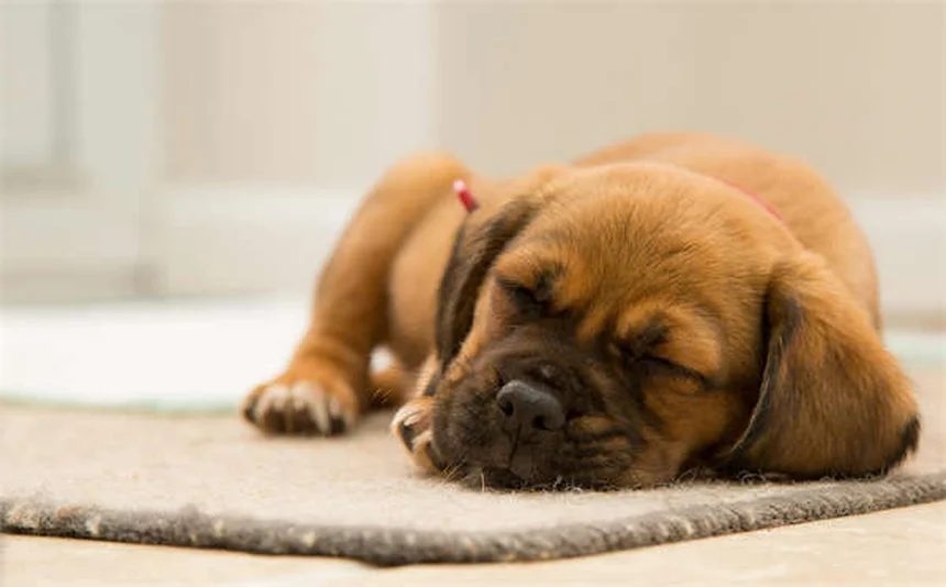 How Often Should You Walk Your Dog? Expert Tips for Every Breed & Age