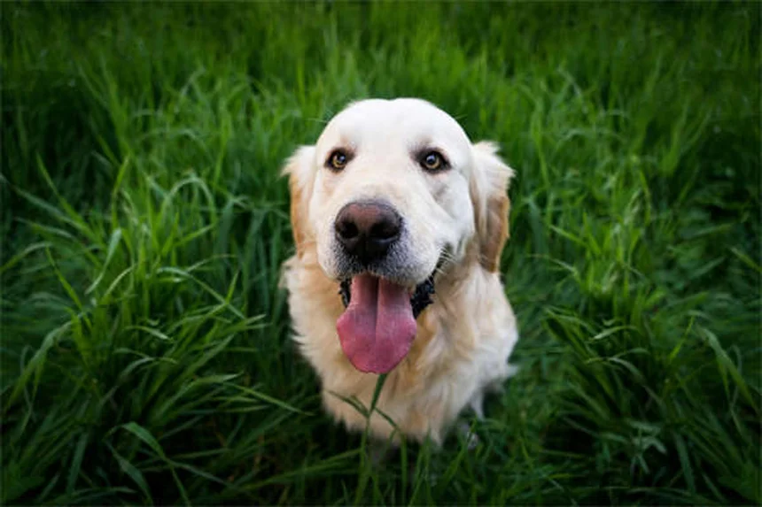 How Often Should You Walk Your Dog? Expert Tips for Every Breed & Age
