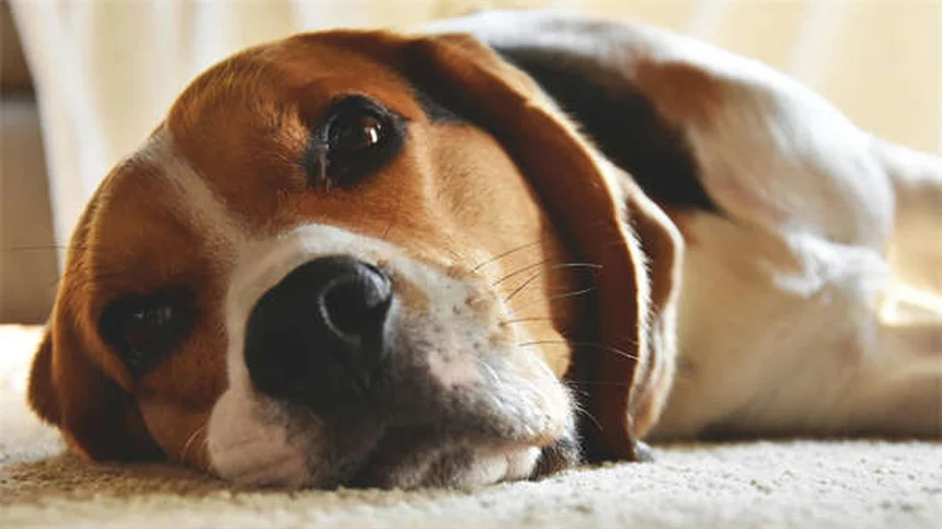 How to Calm a Nervous Dog: 7 Vet-Approved Solutions That Work