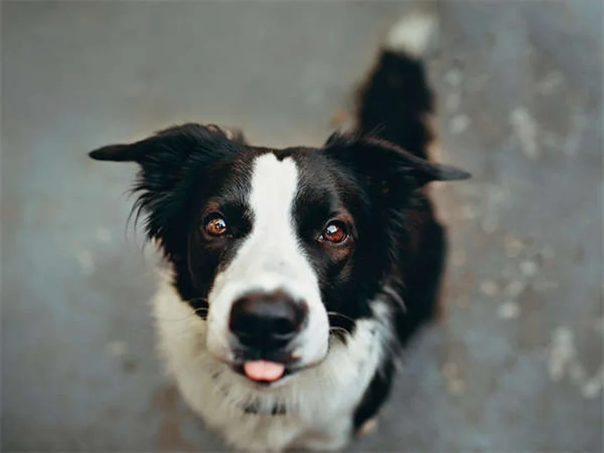 How to Calm a Nervous Dog: 7 Vet-Approved Solutions That Work