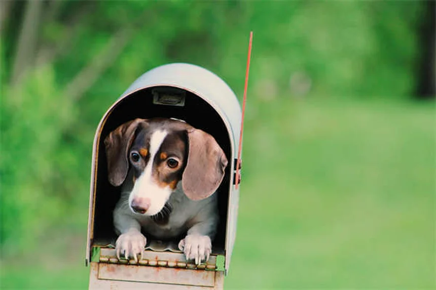 How Long Can Fleas Live Without a Host? The Surprising Truth
