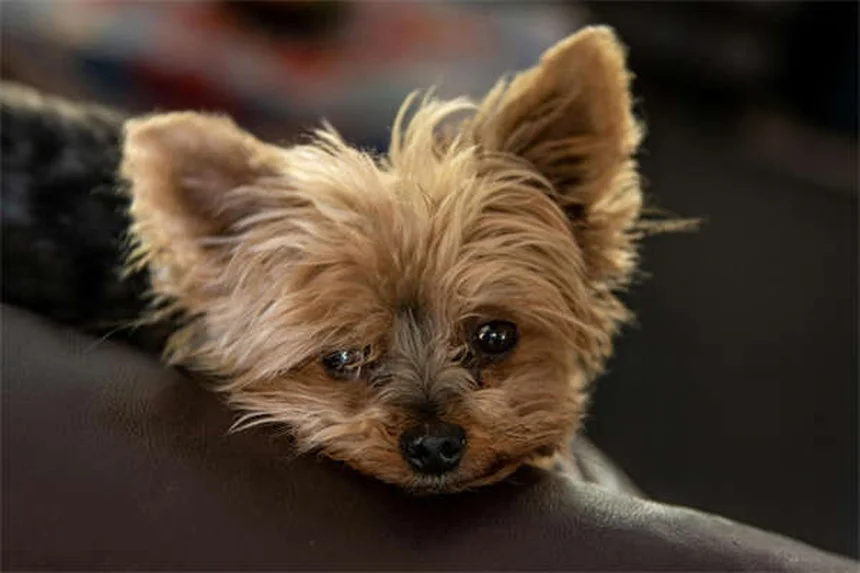 How Long Can Fleas Live Without a Host? The Surprising Truth