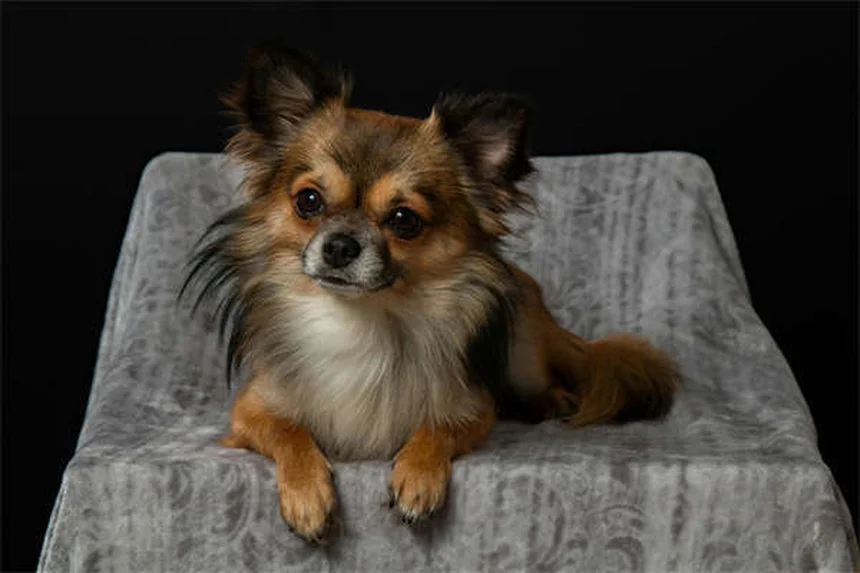 6 Clear Signs Your Dog Trusts You (And How to Build More Trust)