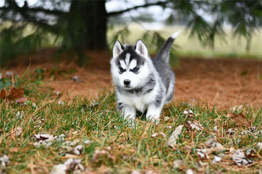 6 Clear Signs Your Dog Trusts You (And How to Build More Trust)