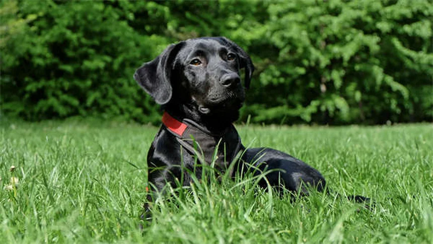 Why Do Snakes Bite Dogs? 5 Critical Facts Every Pet Owner Should Know
