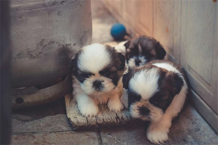 Why Do Snakes Bite Dogs? 5 Critical Facts Every Pet Owner Should Know
