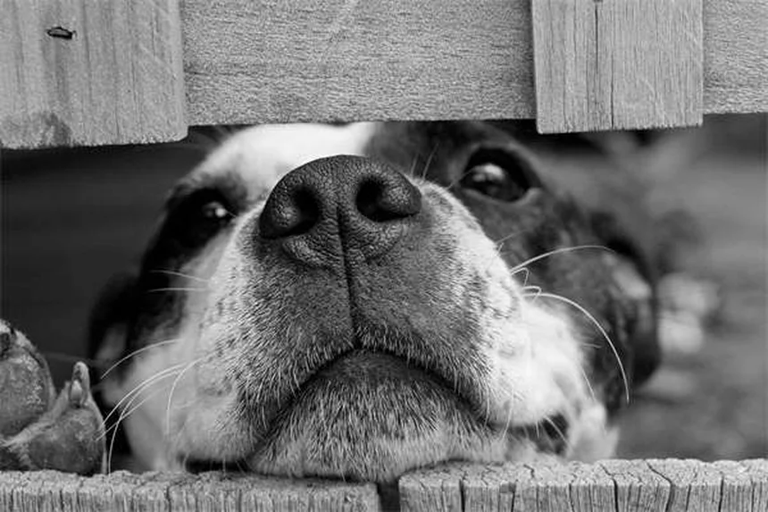 Top 15 Smartest Dog Breeds That Will Outsmart You