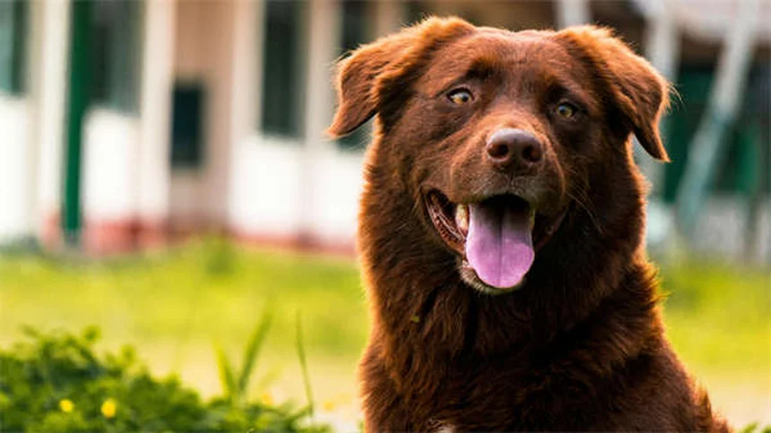 Top 15 Smartest Dog Breeds That Will Outsmart You
