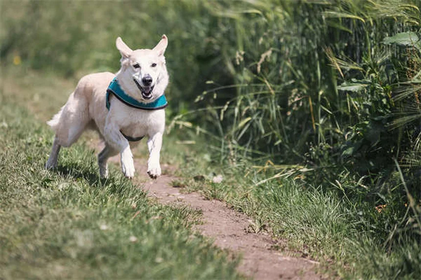 Dog Bladder Stones: Best Food Treatments & Prevention Tips