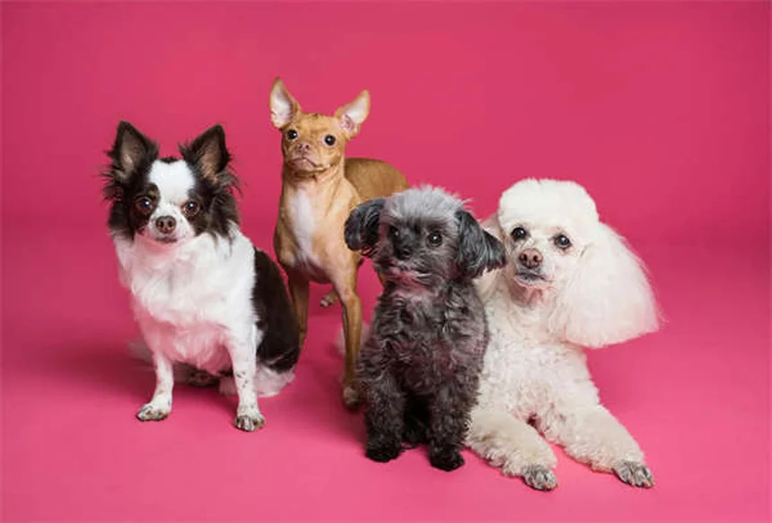 Dog Bladder Stones: Best Food Treatments & Prevention Tips