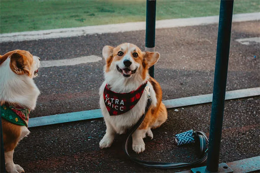 Dog Bladder Stones: Best Food Treatments & Prevention Tips