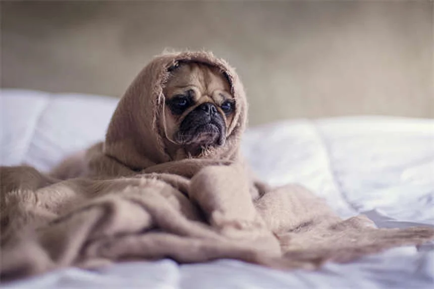 Guppy Fish Care: 7 Essential Tips for Happy, Healthy Pets