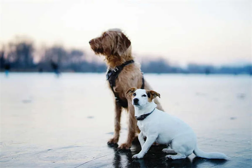 Guppy Fish Care: 7 Essential Tips for Happy, Healthy Pets