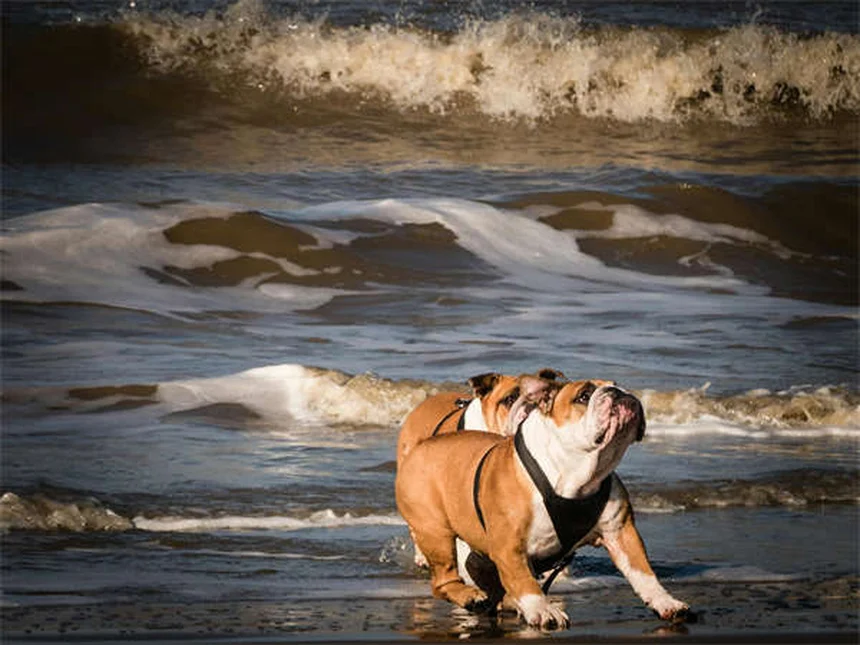 Guppy Fish Care: 7 Essential Tips for Happy, Healthy Pets