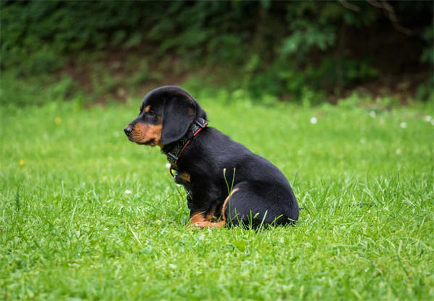 5 Essential Tick Prevention Tips Every Dog Owner Must Know