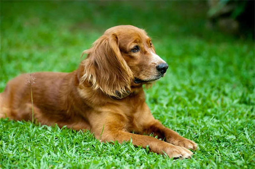 5 Essential Tick Prevention Tips Every Dog Owner Must Know