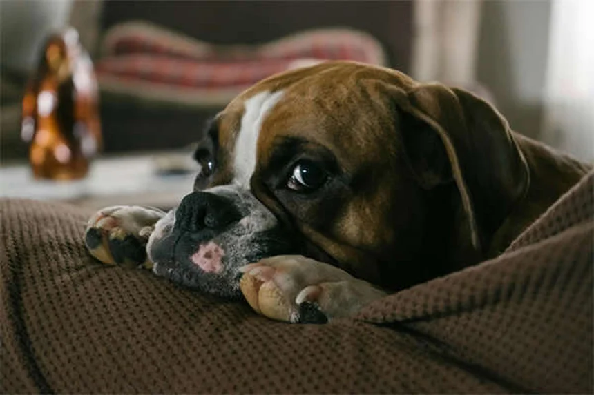 Clomicalm for Dogs: How It Helps Separation Anxiety & What to Expect