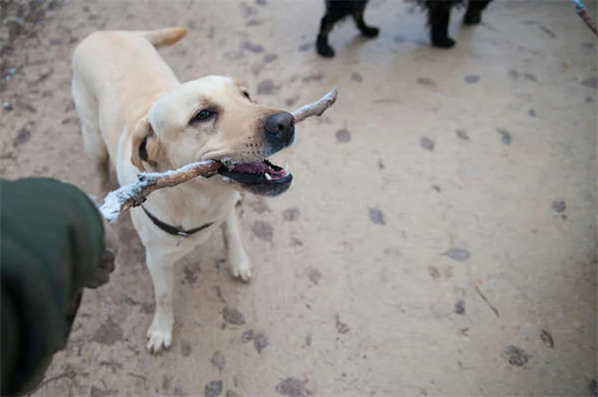 Clomicalm for Dogs: How It Helps Separation Anxiety & What to Expect