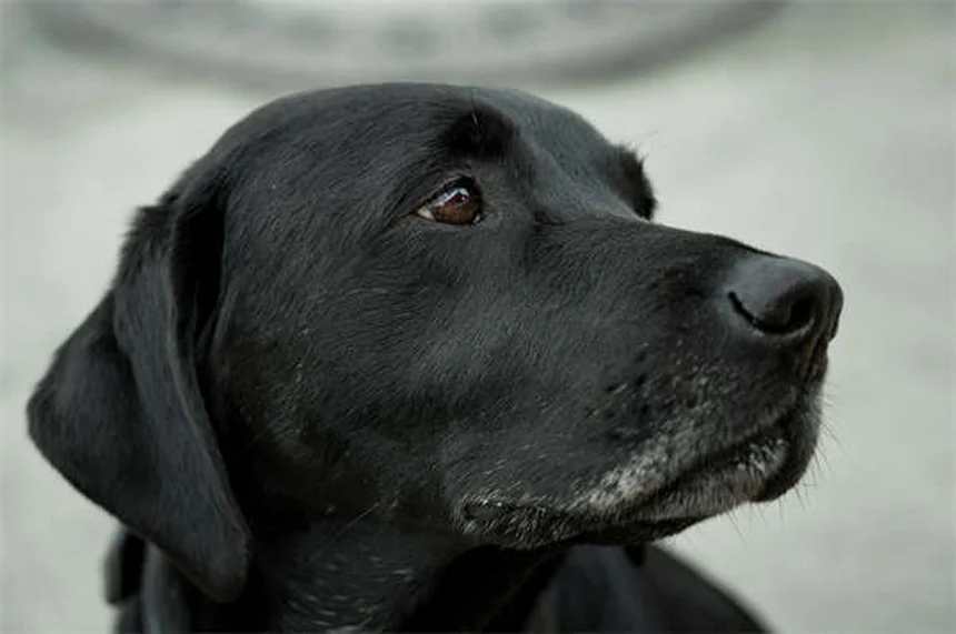 Puppy Potty Training: 7 Proven Steps to Housebreak Your Dog Fast