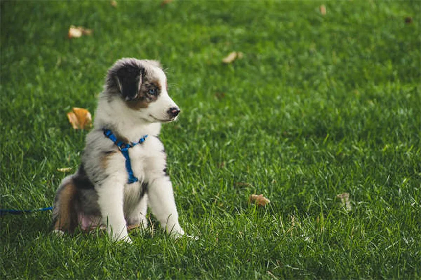 Puppy Potty Training: 7 Proven Steps to Housebreak Your Dog Fast
