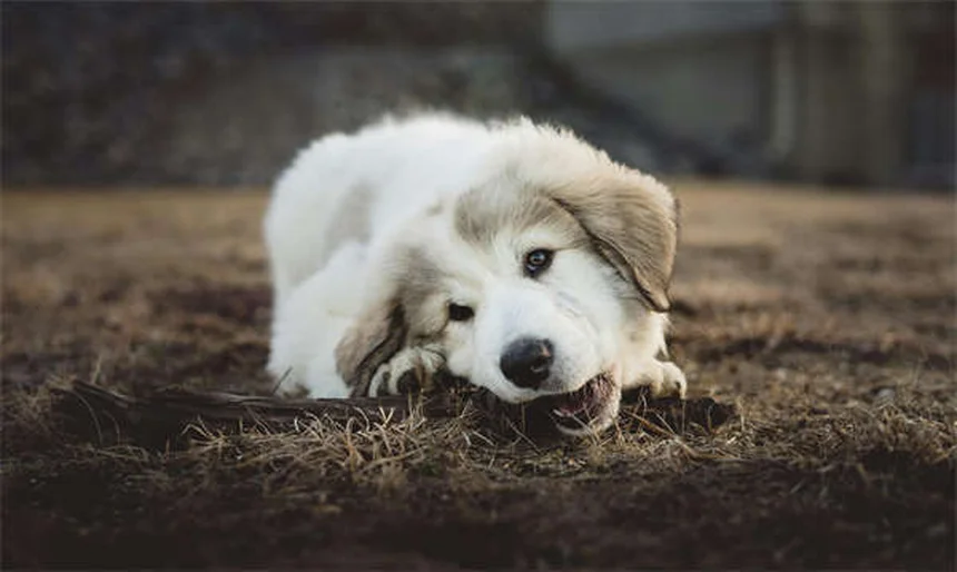 Rat Lice: 5 Warning Signs Your Pet Has Bloodsucking Pests