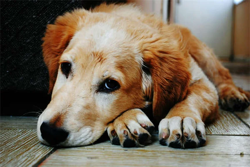 Rat Lice: 5 Warning Signs Your Pet Has Bloodsucking Pests
