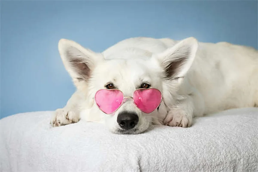 Indoor Cat Heartworm Prevention: Why Your Couch Kitty Isn't Safe