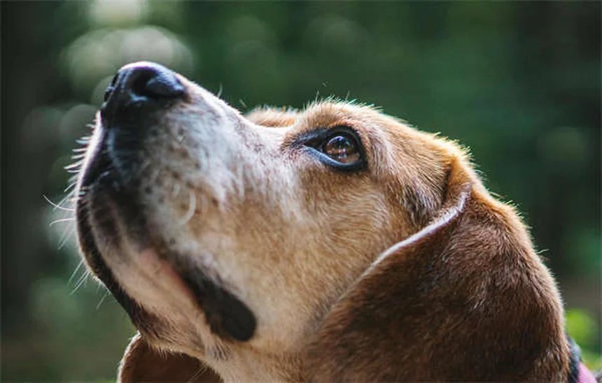 Ringworm in Guinea Pigs: Symptoms, Treatment & Prevention Guide