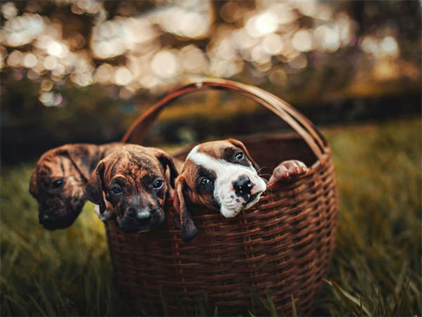 Ondansetron for Dogs: 5 Must-Know Facts About This Nausea Medication