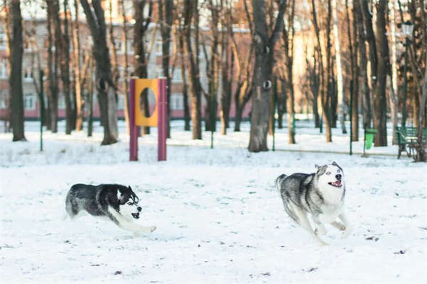 Ondansetron for Dogs: 5 Must-Know Facts About This Nausea Medication
