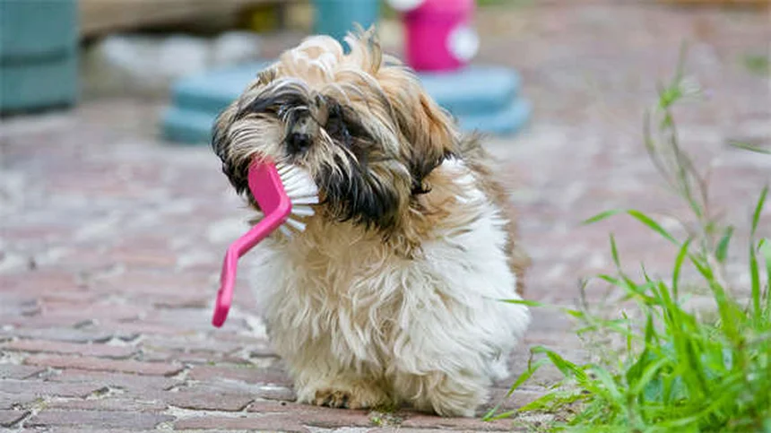 19 Pet-Dangerous Beauty Products You Need to Know About