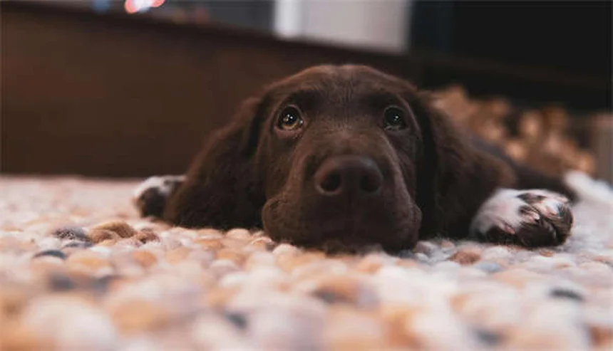 19 Pet-Dangerous Beauty Products You Need to Know About