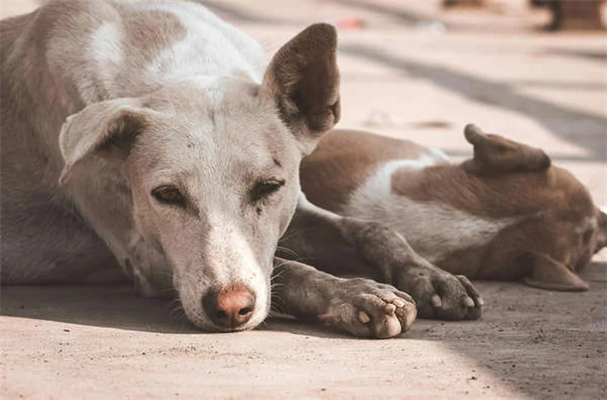 19 Pet-Dangerous Beauty Products You Need to Know About
