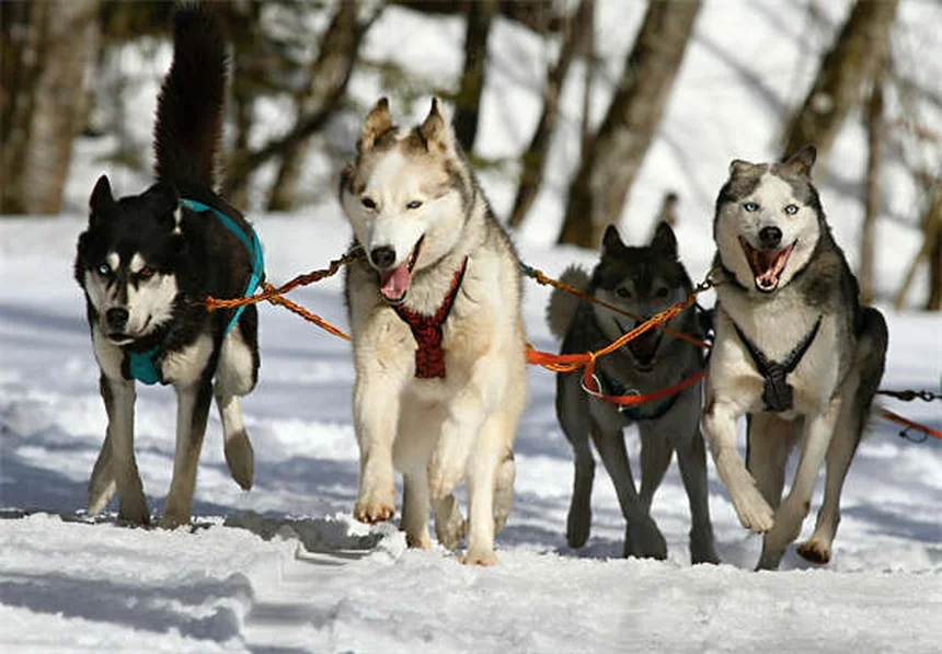 Dog Nutrition 101: What Makes a Balanced Dog Food?