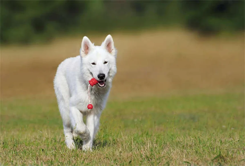 How to Help a Dog With Separation Anxiety: 5 Proven Solutions