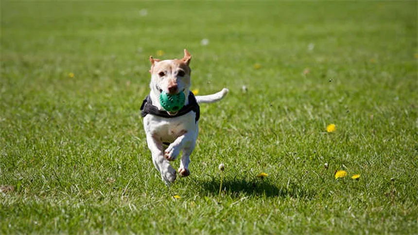 How to Help a Dog With Separation Anxiety: 5 Proven Solutions