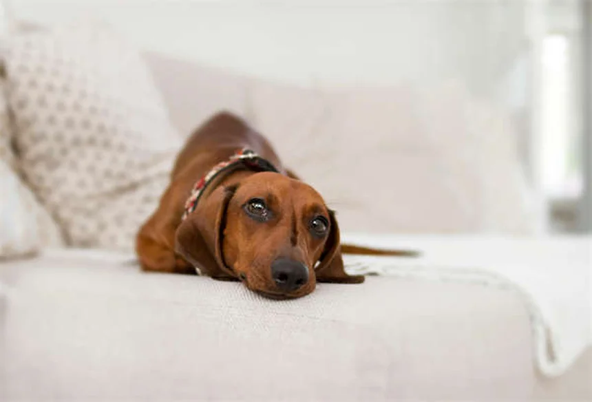 How to Get Rid of Fleas Fast: 7 Proven Home Remedies That Work